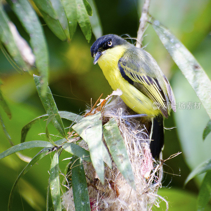 常见的今天flycatcher Todirostrum cinereum